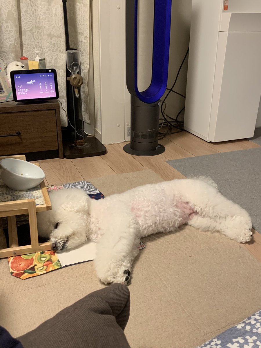 もこみちゃんと一緒 tweet media