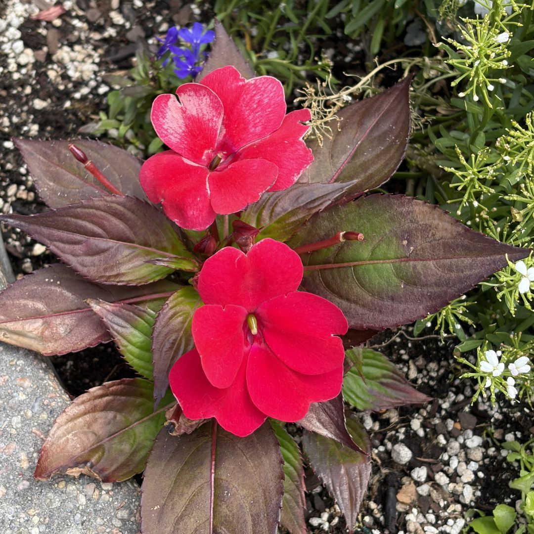 ipplinfo's tweet photo. April showers bring May flowers. Enjoy the beautiful flowers and plants blooming around the library! https://t.co/aXE8ofYHIu