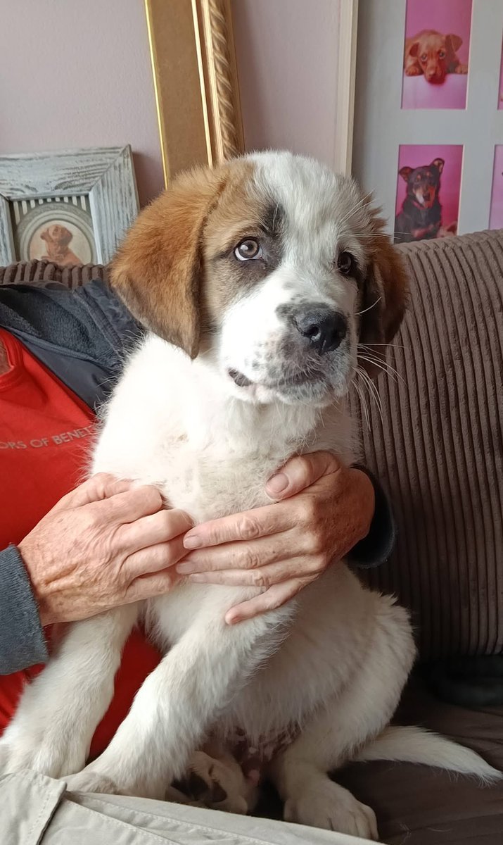 mal_land_'s tweet photo. Zefirek ma dopiero 12 tygodni, a już rozgląda się za mądrym, odpowiedzialnym opiekunem. 🐾 To uroczy, wesoły i świetnie zsocjalizowany dzieciak, który docelowo wyrośnie na dużego psa. Jest zaszczepiony i zaczipowany.🏠❤️
📞735 084 106 / 570 512 956
Podaj dalej #RT https://t.co/1ABL0yY1o2