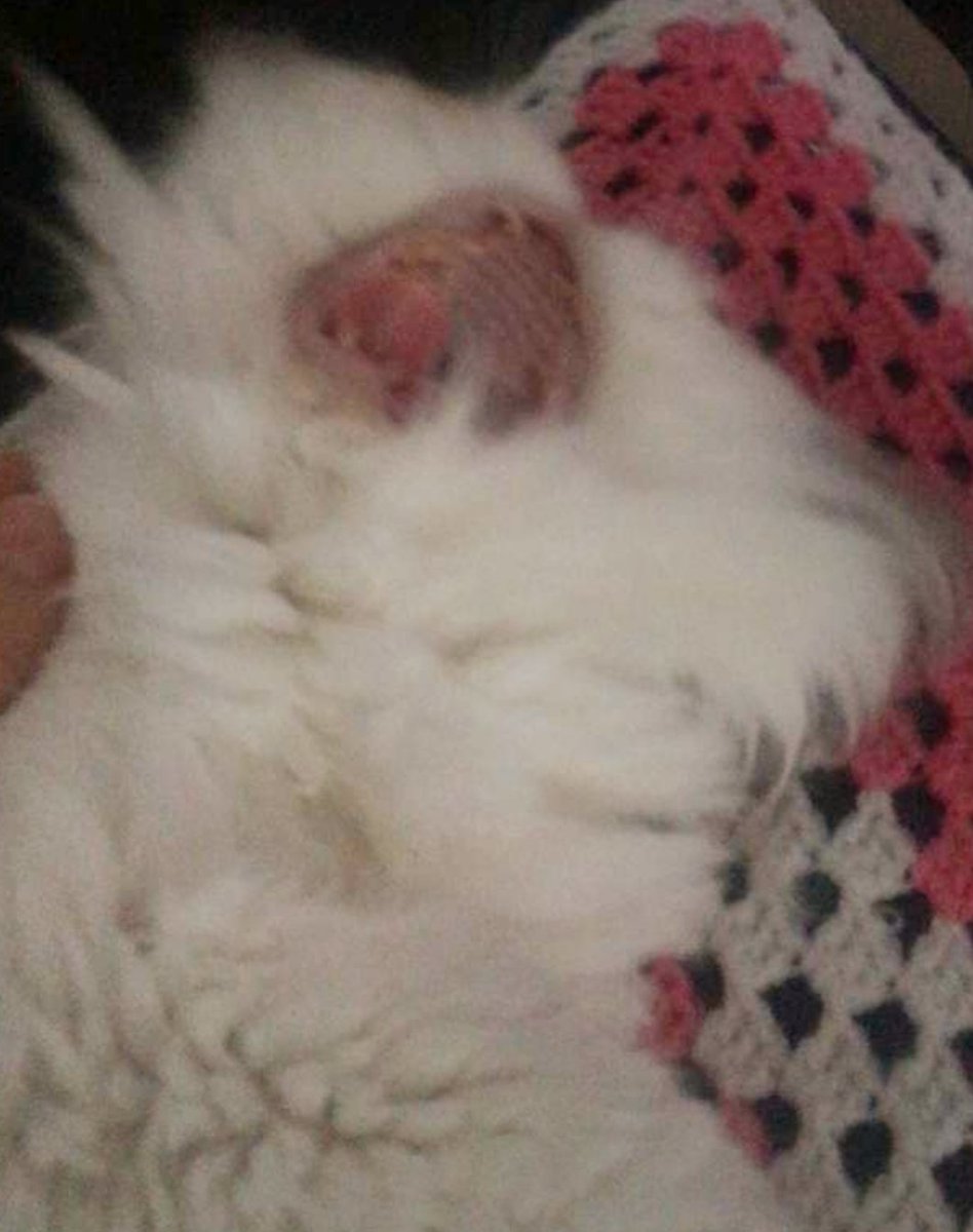 Adaru32's tweet photo. @Schmrgl Our one cat Crackers. https://t.co/1eIpePXGcT