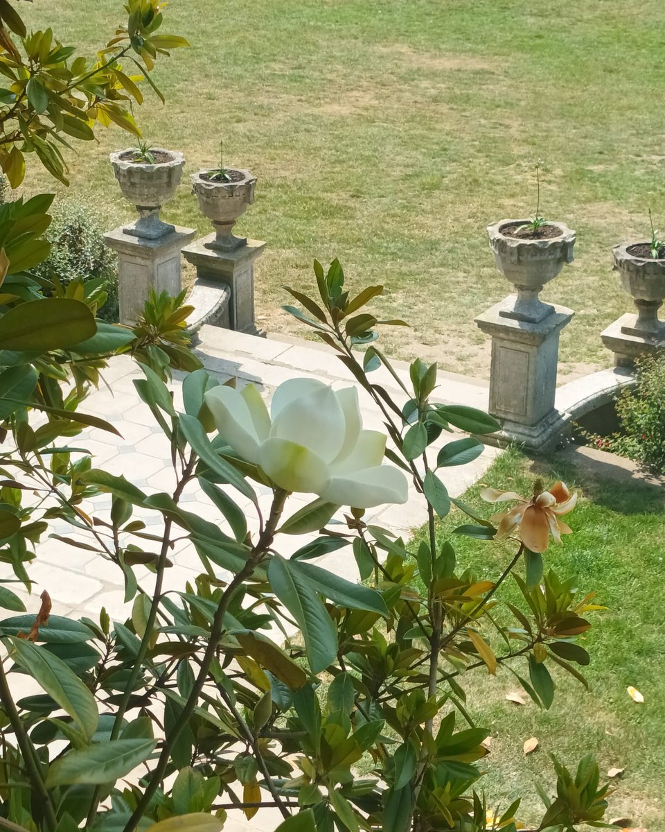 Forty_Hall's tweet photo. The first flower of the season has opened on our Magnolia grandiflora at the back of the main house.
It wont be long until its in full bloom!
#MagnoliaGrandiflora #Magnolia #MagnoliaBloom #EnfieldNature #FortyHallNature #FortyHallFlowers #FortyHall #Enfield #NorthLondon https://t.co/h4TIUnEpSi