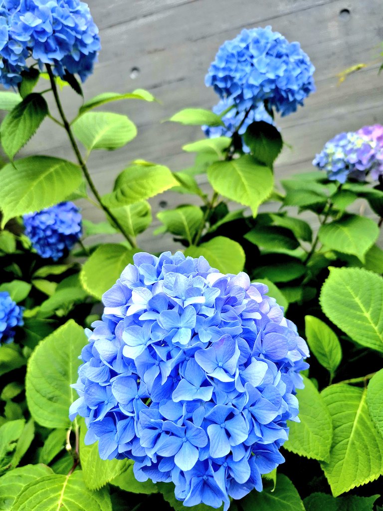 仙乙(ヒトオ)恵美花 tweet media