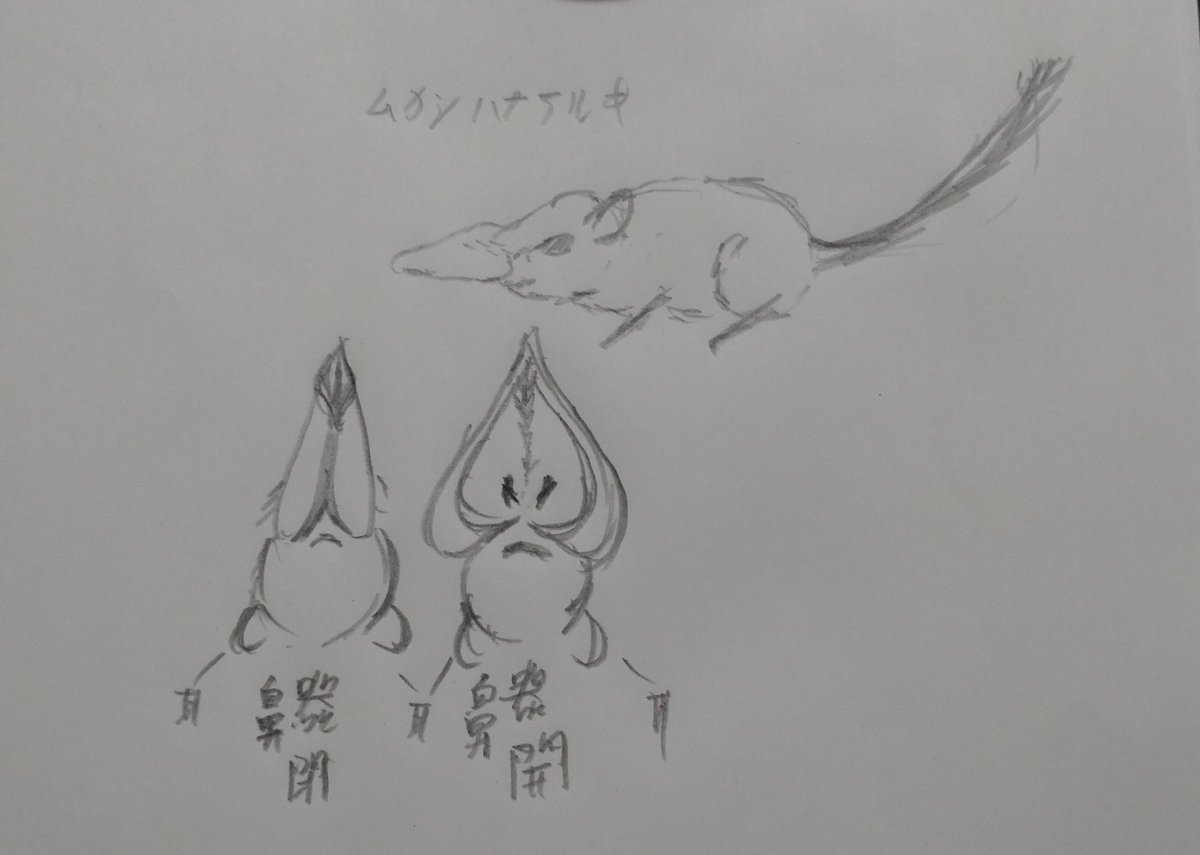 sigelyr's tweet photo. チャットgtpを話し相手にムカシハナアルキの設定を考え直しているけれど、逆立ちの為の鼻ってかなりトガリネズミから変化させないといけないのかな？
自分を納得させにくいのが鼻の構造が個人的にどう考えても変な感じがする。
簡単だと思ってムカシハナアルキに手を出したのになぁ。 https://t.co/YYQmIfnymo
