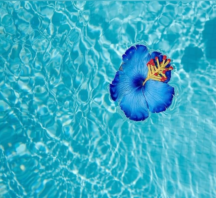 onllycutestuff's tweet photo. ocean therapy https://t.co/TlE37CX4He