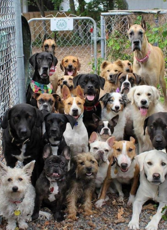 _XDogs's tweet photo. hello ♥ Let's see how many dog fans will say hi back to us ? https://t.co/N3GrDpvwsT