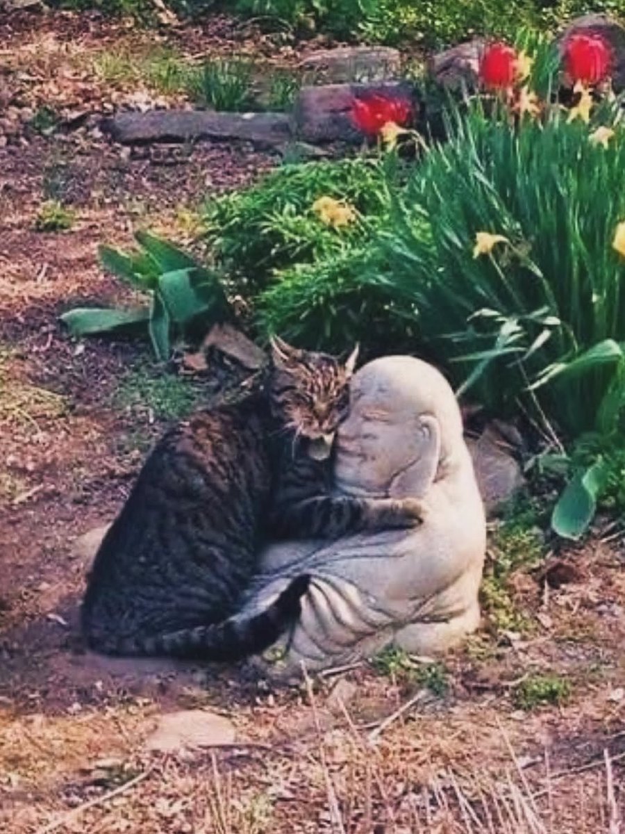 Cats with Aura 😺 tweet media
