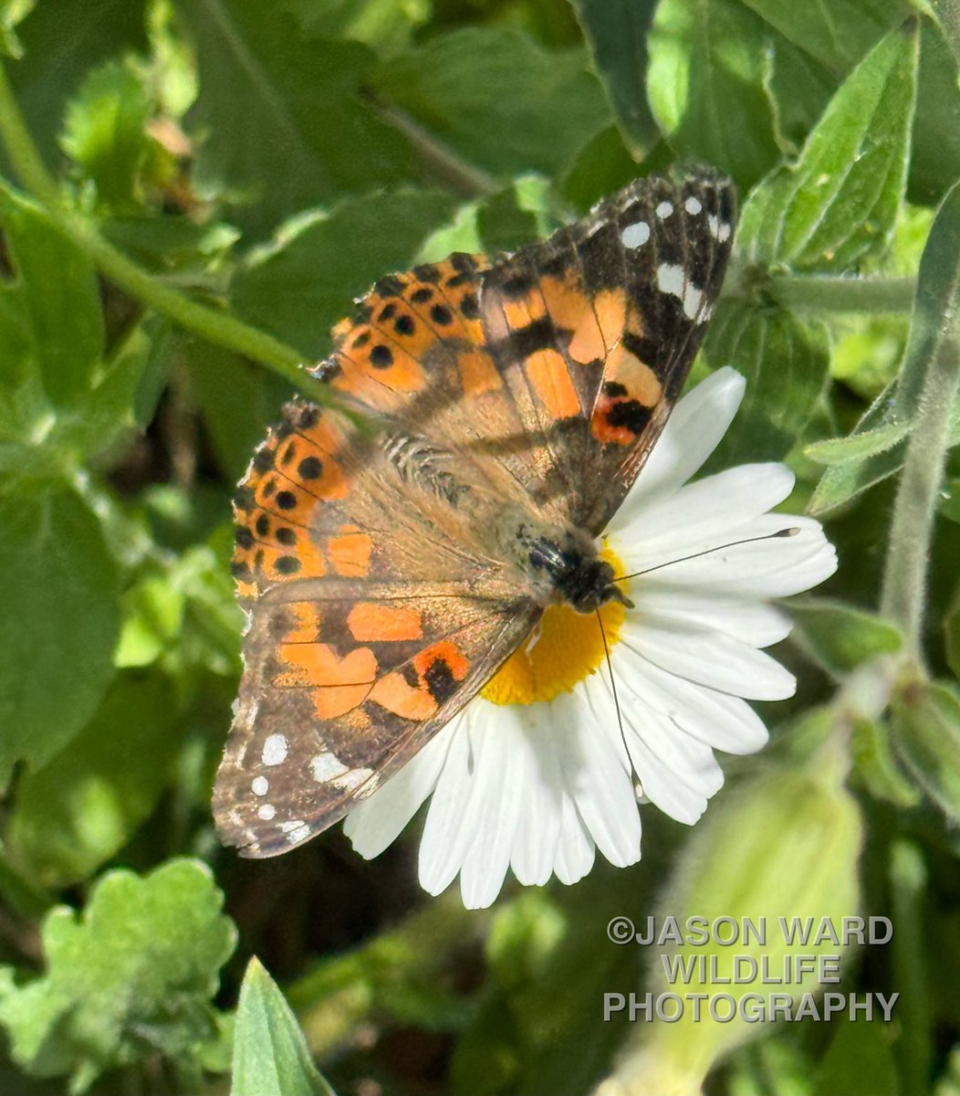 Jayward7's tweet photo. Painted Lady in Harlow garden this morning.  A migrant species which arrives in the UK from mainland Europe each year.  One of our most widespread, recognisable and beautiful butterflies.  Photo taken with the iPhone.  #PaintedLady #Butterfly #BritishWildlife #WildlifePhotography https://t.co/YyRW8bFkJg