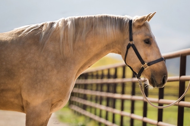 equivont's tweet photo. #SaleHorseSaturday This gorgeous 2015 15’3+ Lusitano/Quarterhorse Palomino Gelding is officially for sale!

Learn more about this adorable horse on https://t.co/iqmAELIHNg 🦄 https://t.co/mM3jUYMOVe https://t.co/lZZikdZbUt