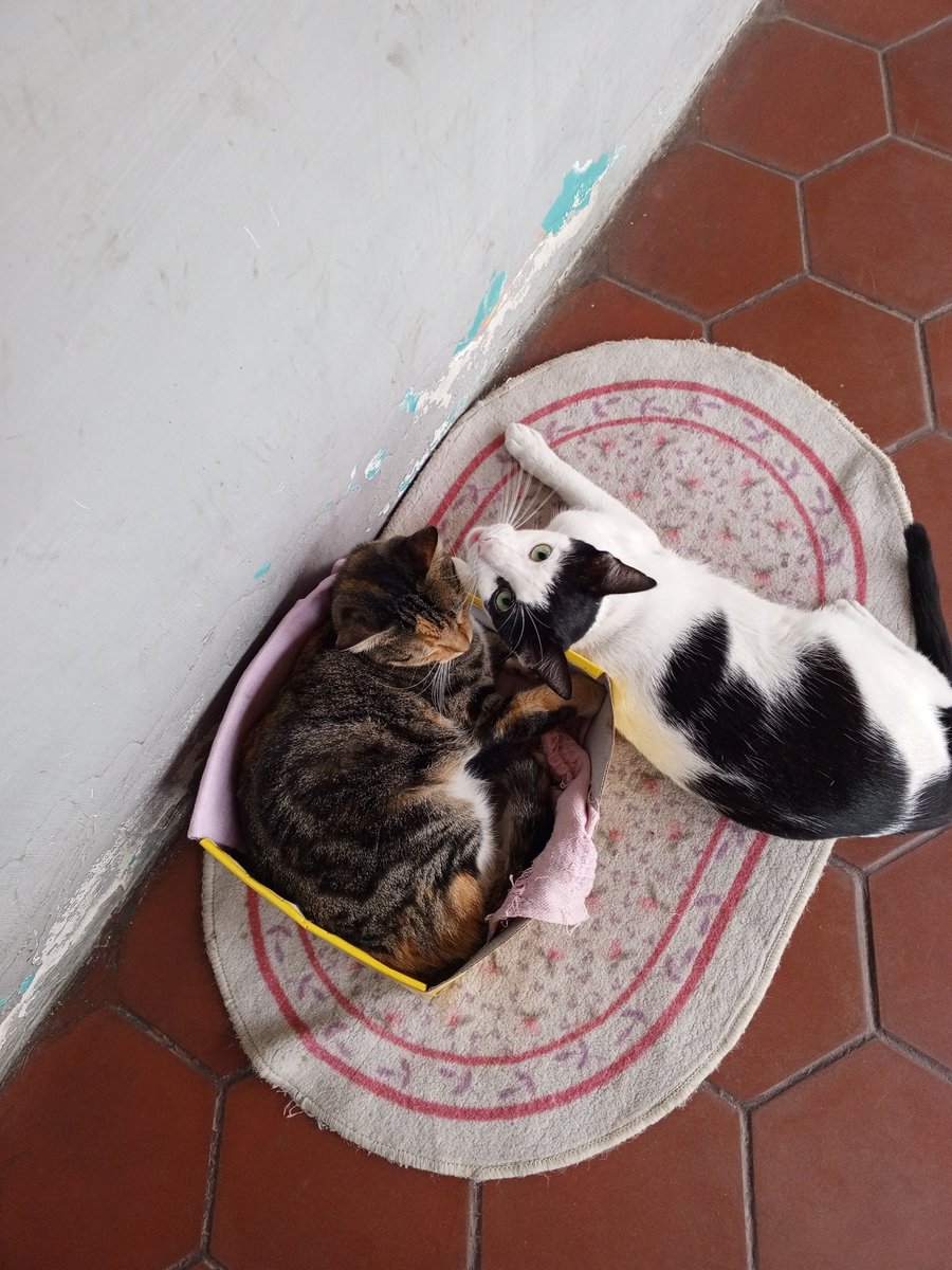doralismadera's tweet photo. 🆘 AYUDA URGENTE 🆘 Por favor 🙏 quienes puedan apoyar, todo monto cuenta. Necesito comprar AGUA 💧 y alimento para la Manadita HOY 🆘 

Mercantil 0105
9.991.935
04161151348
Paypal doralismadera@gmail.com https://t.co/tyzGAP2mpv