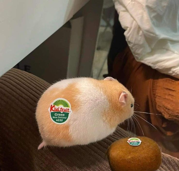 Tweets Of Hamster tweet media