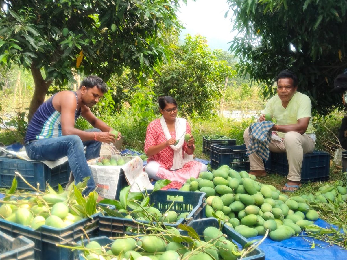 apc_program's tweet photo. On 29 May 2026, the orchards of Mayurbhanj found a new horizon as 9.5 quintals of premium Amrapali mangoes from Swayang Sampurna Women Farmers Producer Company Limited, Jashipur–Karanjia made their way to London and Milan, Italy—a proud moment that celebrates the journey of local produce from Odisha to international markets!

Promoted under the APC Program, with support from the Department of Mission Shakti and the Directorate of Horticulture, facilitated by APC partner PRADAN, and backed by technical support from Palladium, this export marks a meaningful milestone in the journey of a women-led producer collective that continues to broaden its reach and aspirations.

Beyond the numbers lies a deeper story of seasons patiently nurtured, of collective effort woven into every harvest, and of a rural enterprise finding its place in distant markets. As the mangoes travel across continents, they carry with them more than sweetness; they carry the spirit of Mayurbhanj and the growing confidence of Swayang Sampurna WFPC, proving that even the most local of journeys can find a place on the global map.
@CMO_Odisha @SecyChief @IPR_Odisha @krushibibhag @Horticultureod1 @OLM_Antyoday @mission_shakti @DM_Mayurbhanj @PalladiumImpact
@BRLF_India @PRADAN_India