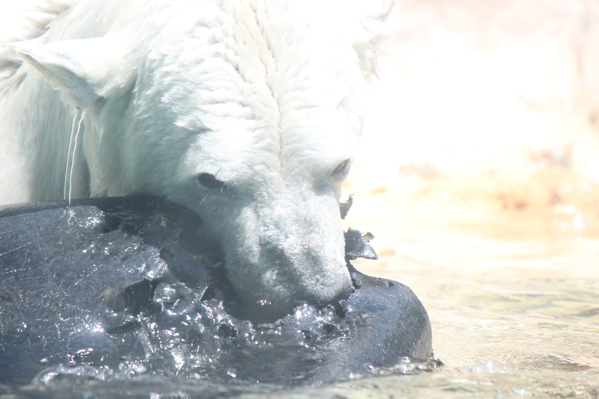 mobbyy23's tweet photo. ＃日本平動物園　＃ホッキョクグマ　＃ロッシー　＃バニラ　ロッシーは安定の水中バク転😁　バニラはポリタンク？ガジガジしていましたよ。二人とも可愛いですね🥰 https://t.co/xOGvSC0TK2