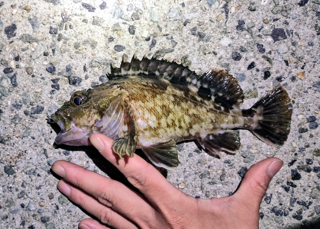 ガッシー 