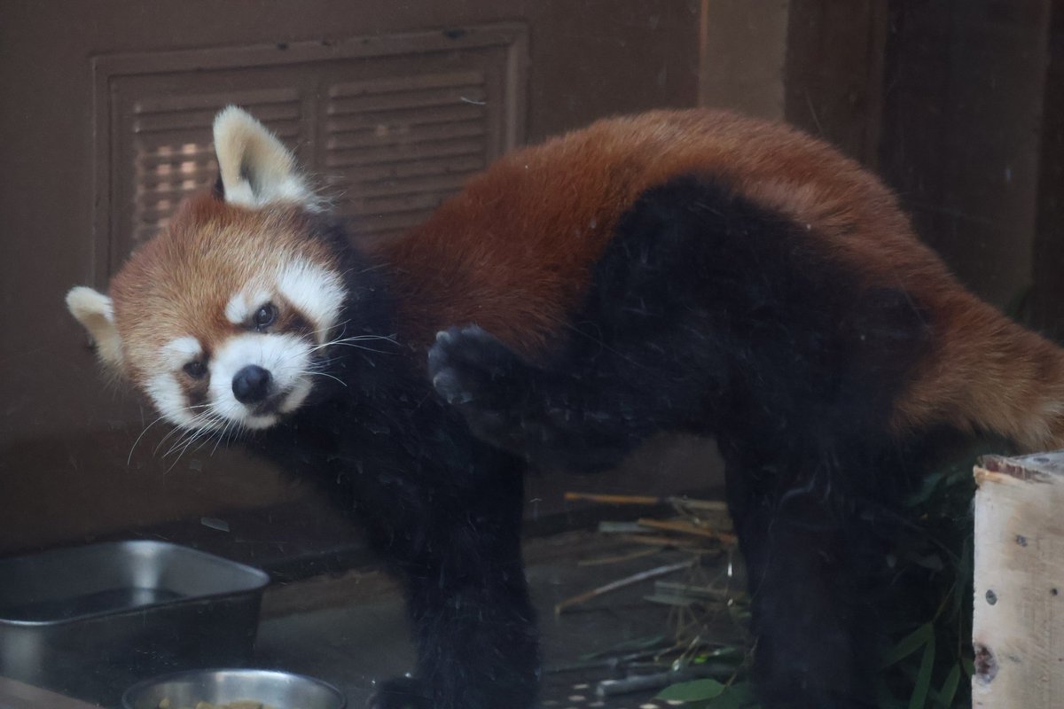RED_PANDA_2025's tweet photo. 2026.05.30
 #八景島シーパラダイス ④

ごはん食べながら、かいかいするつぐみくん

 #シーパラ 
 #レッサーパンダ 
 #つぐみ 
 #緒海 https://t.co/lpLa4mVqWu