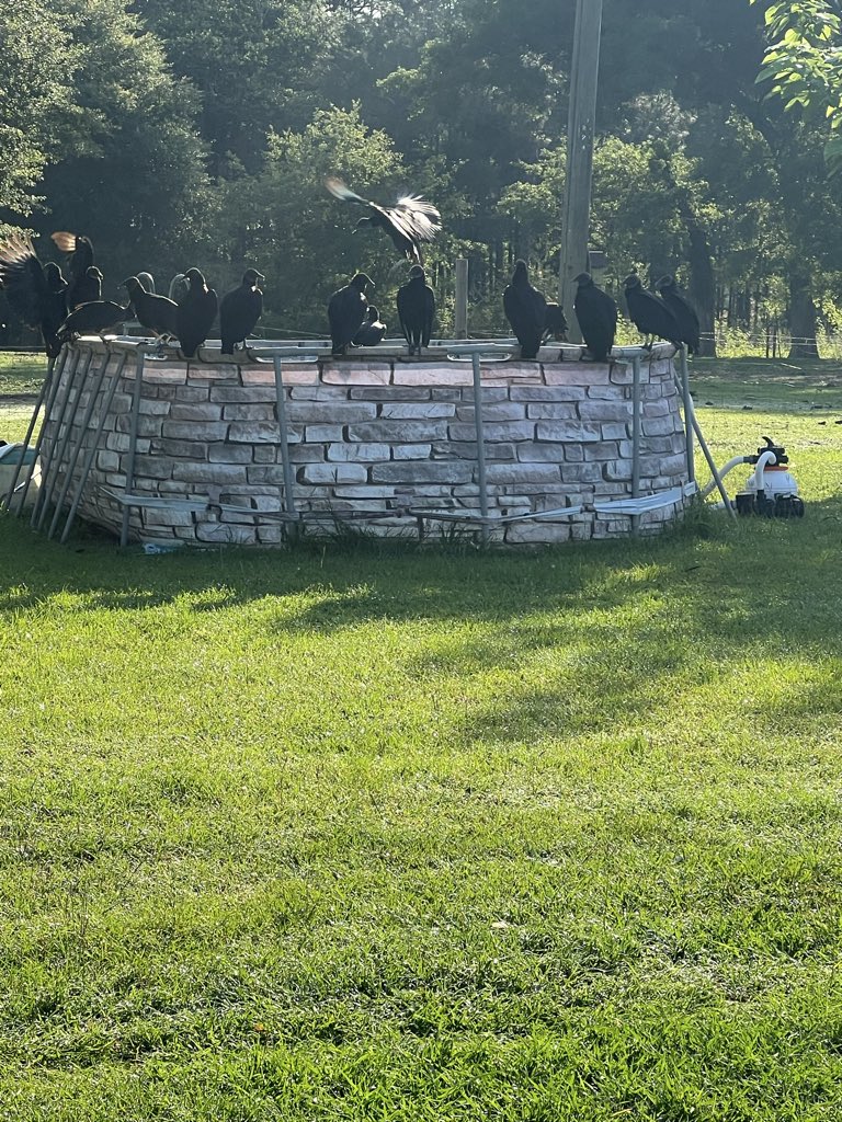 Marshaihn's tweet photo. When these are in your front yard 😳They like the pool too https://t.co/w0Y8X2z2Bn