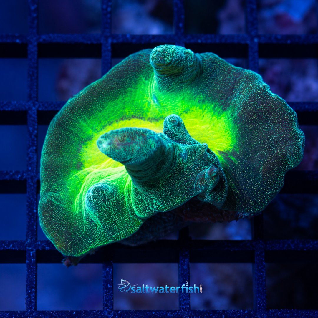 SaltWaterFishCo's tweet photo. 🌊🐠 Explore Our Hand-Picked WYSIWYG Marine Life!

What you see is exactly what you'll receive. Browse a stunning selection of premium fish, corals, and invertebrates carefully chosen for your reef tank.

👉 Shop now: https://t.co/uzrfEV26QD

#WYSIWYG #SaltwaterFish #ReefTank https://t.co/v4NF5RznEs