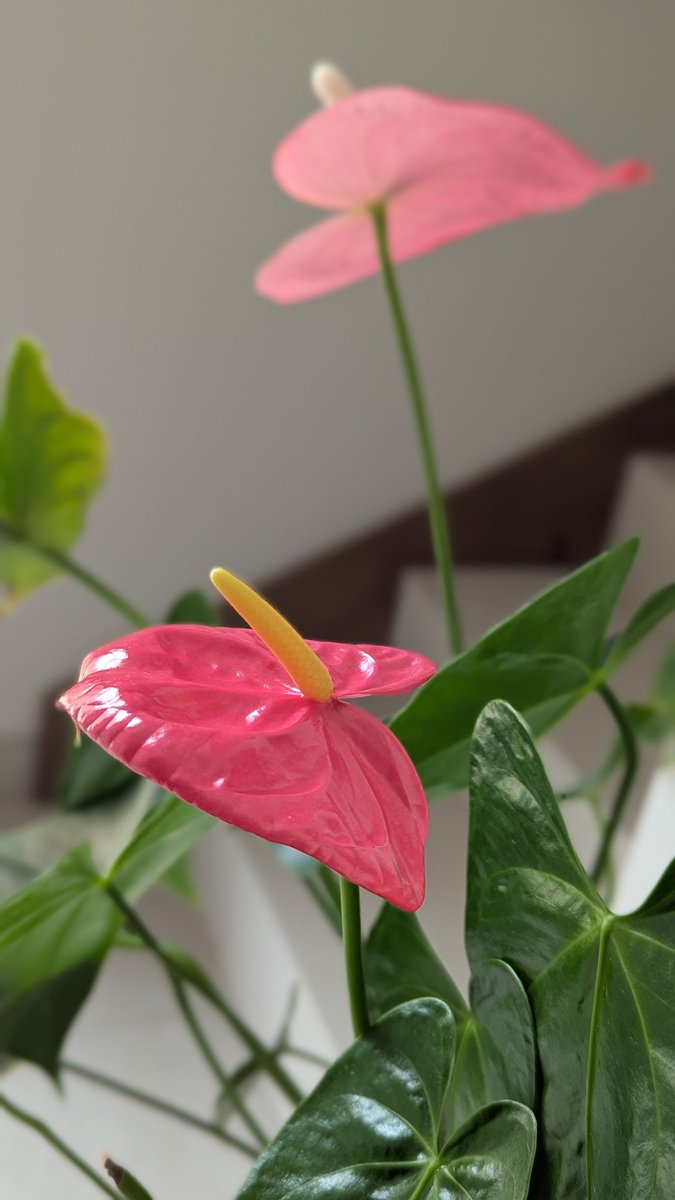 CarBiBa's tweet photo. Hoy, en nuestra sección "PLANTAS QUE TENEMOS EN CASA Y QUE PARECEN DE COÑA", el anturio rosa https://t.co/pljKEKqa6q