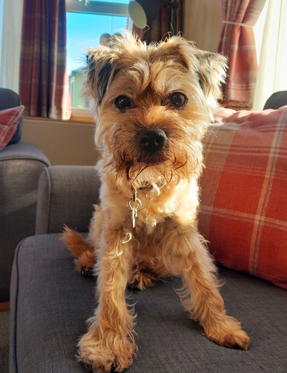 Archie OBE tweet media