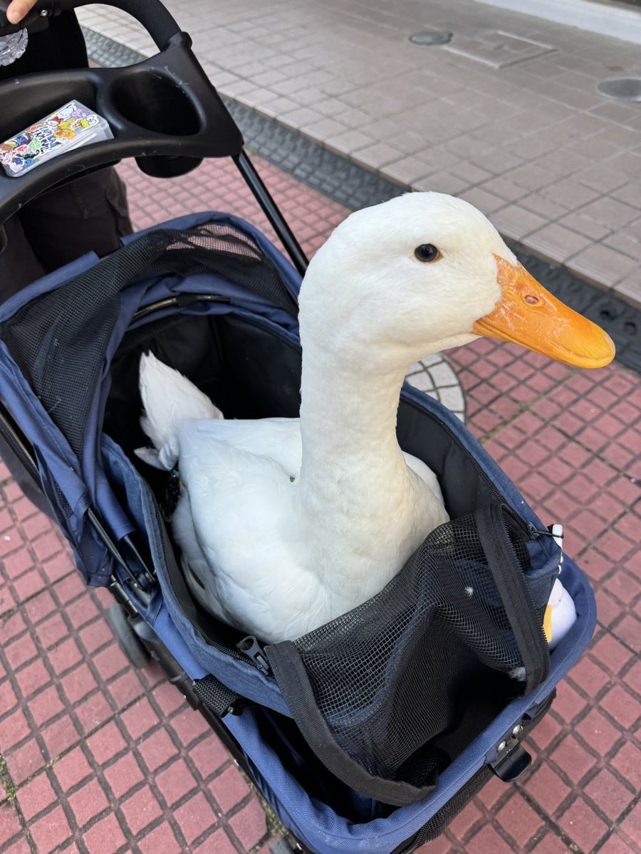 219_ryusei's tweet photo. アヒル君としんべーコラボ🦢🐶♡ https://t.co/rtnhbBvxyo