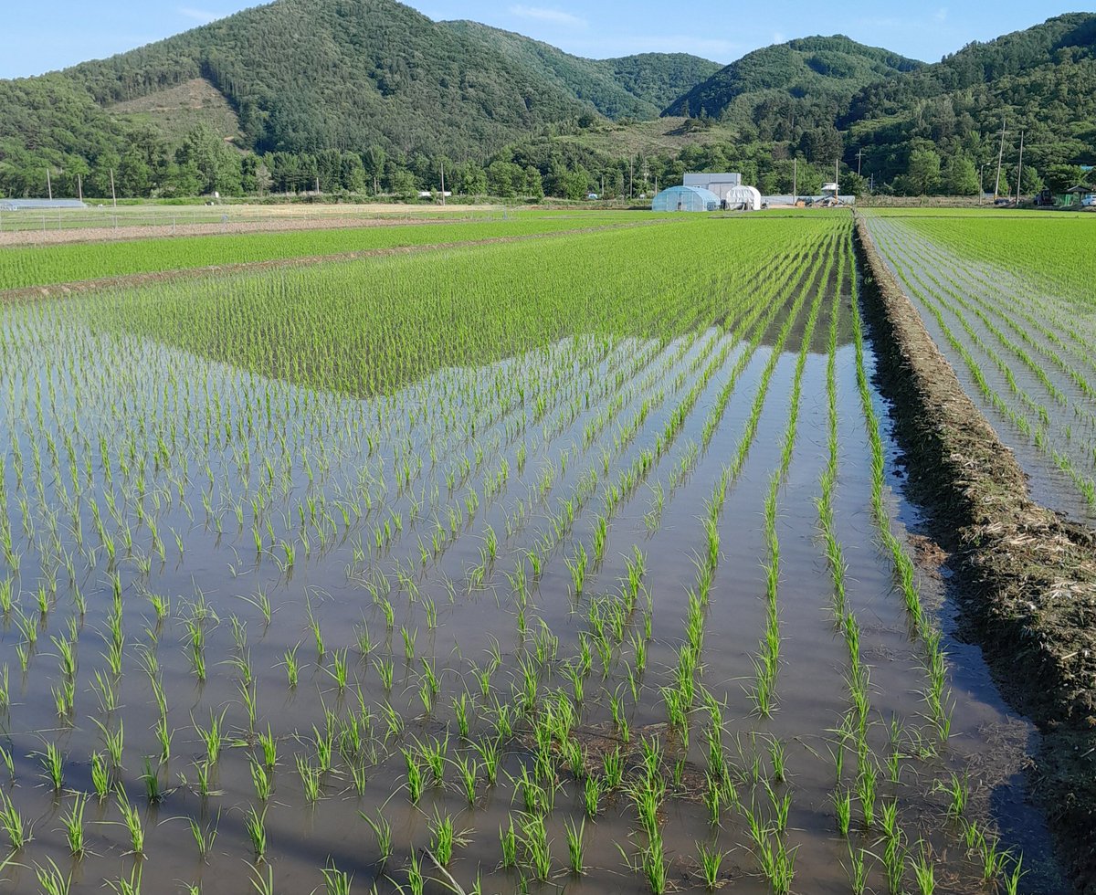 jsko2019's tweet photo. You plant, and they grow. https://t.co/zZHaFADIRp