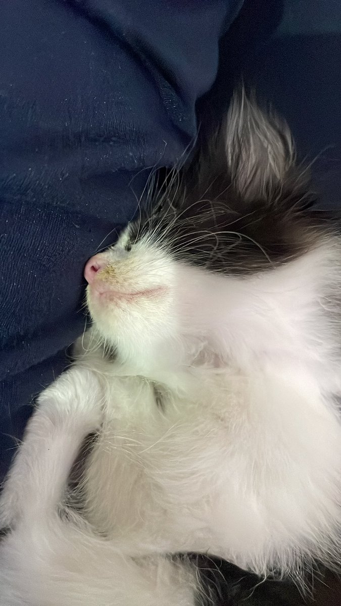 mewingfikasi's tweet photo. idc, ill jst sleep https://t.co/cPjmFak95A