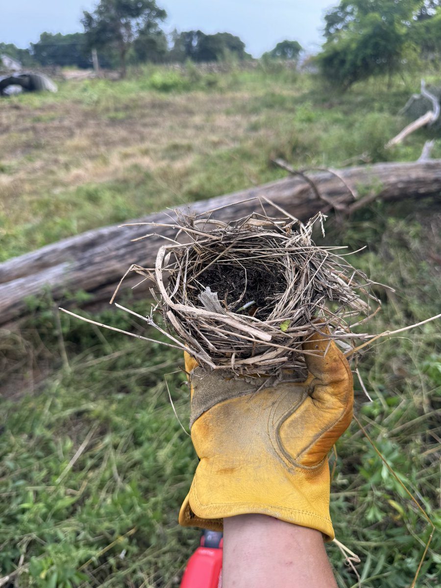 _callil's tweet photo. Expanding nest my collection https://t.co/ackTXcGIEq