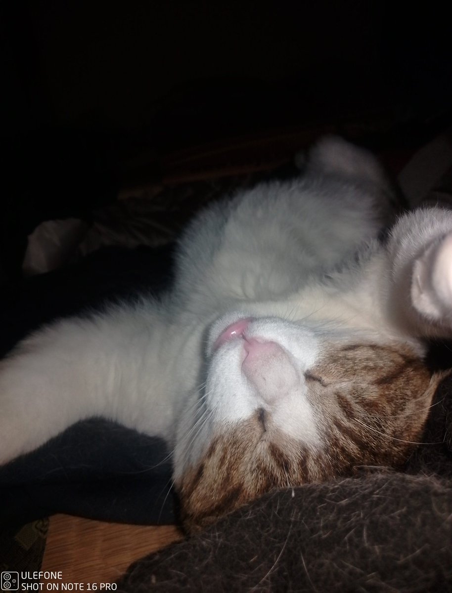 smori23's tweet photo. もう野良には戻れニャイ
＃駄猫 https://t.co/wEd12BRGEv