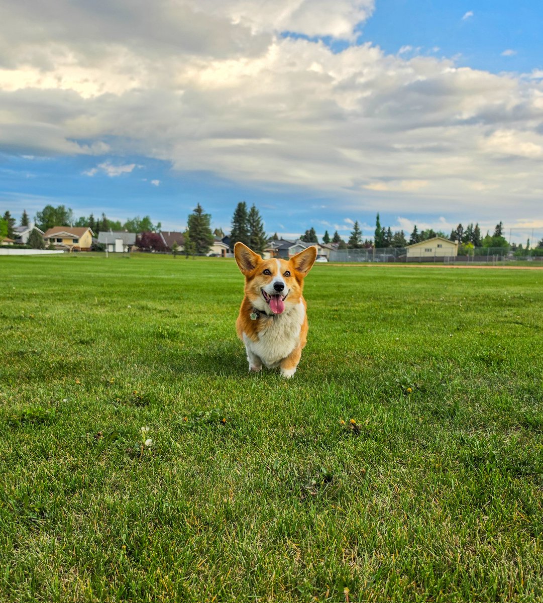 Rocky the Corgi tweet media