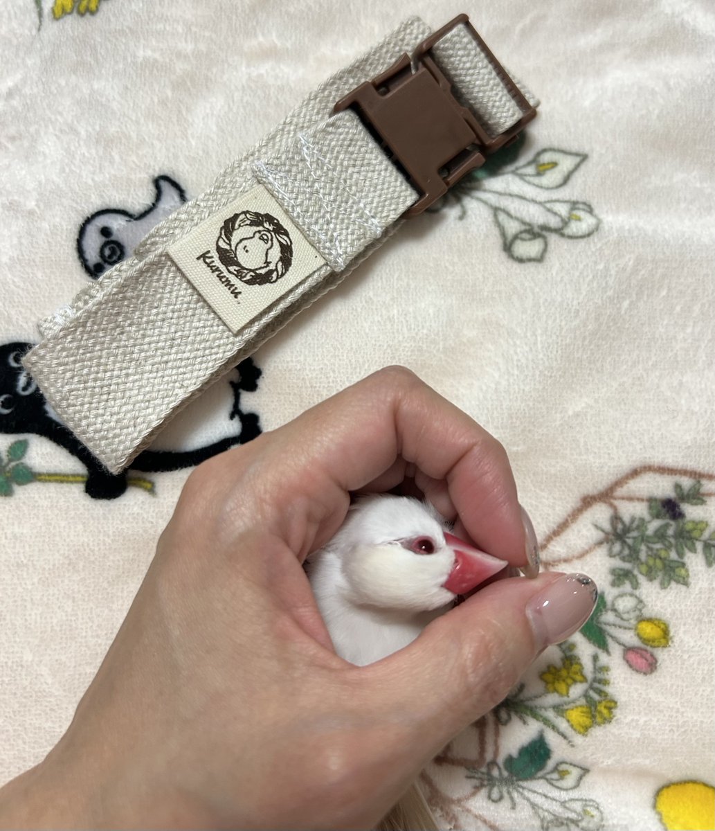 hino_fnpd's tweet photo. うちも使っています🫶
使いやすさ安心感はそうだけど、なにより可愛くて忘れずに使いたくなるのがKurumuの魅力🐦
Kurumuと包まれ文鳥 #noix https://t.co/apXEOCPxRI