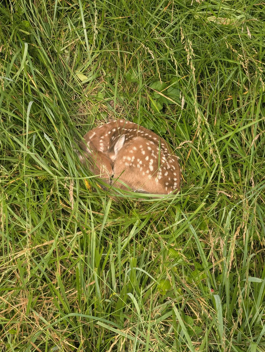 raabe_gm's tweet photo. The next generation is dropping right now.  Keep an eye out if you're mowing tall grass.  They will not move. https://t.co/tPqWbW8VOc