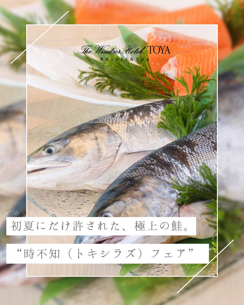 TheWindsorTOYA's tweet photo. 香ばしさと旨みが溶け合う、初夏の小鍋仕立て。
A delicate pot where aroma and umami unite.

初夏の恵み“時不知（トキシラズ）”を味噌仕立ての小鍋で。
香ばしく焼き上げた身の旨みと旬の鍋野菜が織りなすやさしい味わい。

#北海道グルメ
#トキシラズ
#北海道
#旬の味覚
#hokkaido https://t.co/cTAYNnu4dO