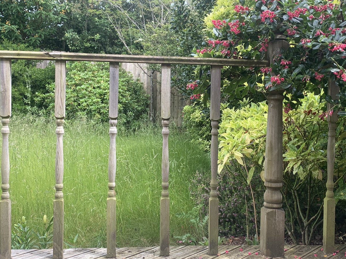 PopGazMusic's tweet photo. No mow May has made my garden look like a meadow 😁 https://t.co/h3QaYiGESz
