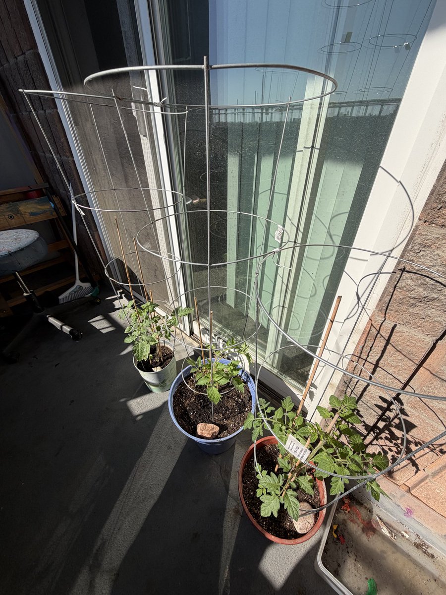 TheGrunglets's tweet photo. Gardens growing https://t.co/pli7Gy9wdy