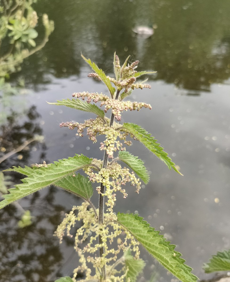 Tree_Folklore's tweet photo. Across Europe, Nettles have long been believed to possess the power to ward off lightning strikes ⚡

In Germany they were known as Donnernessel "Thunder Nettle", while in Scandinavia they were considered sacred to Thor, the God of Thunder.

And when storm clouds gathered and the skies rumbled, people would cast nettles into the fire in an attempt to soothe his anger 🔥

Yet while people looked to the humble nettle for protection from lightning, it was quietly performing another kind of magic...supporting dozens of species of wildlife, its leaves feed the caterpillars of many butterflies and moths, while its often-overlooked seeds provide an important source of nourishment for birds throughout much of the year 🪶🌿

Feared for its sting, treasured in folklore, and indispensable to nature...nettles are awesome.