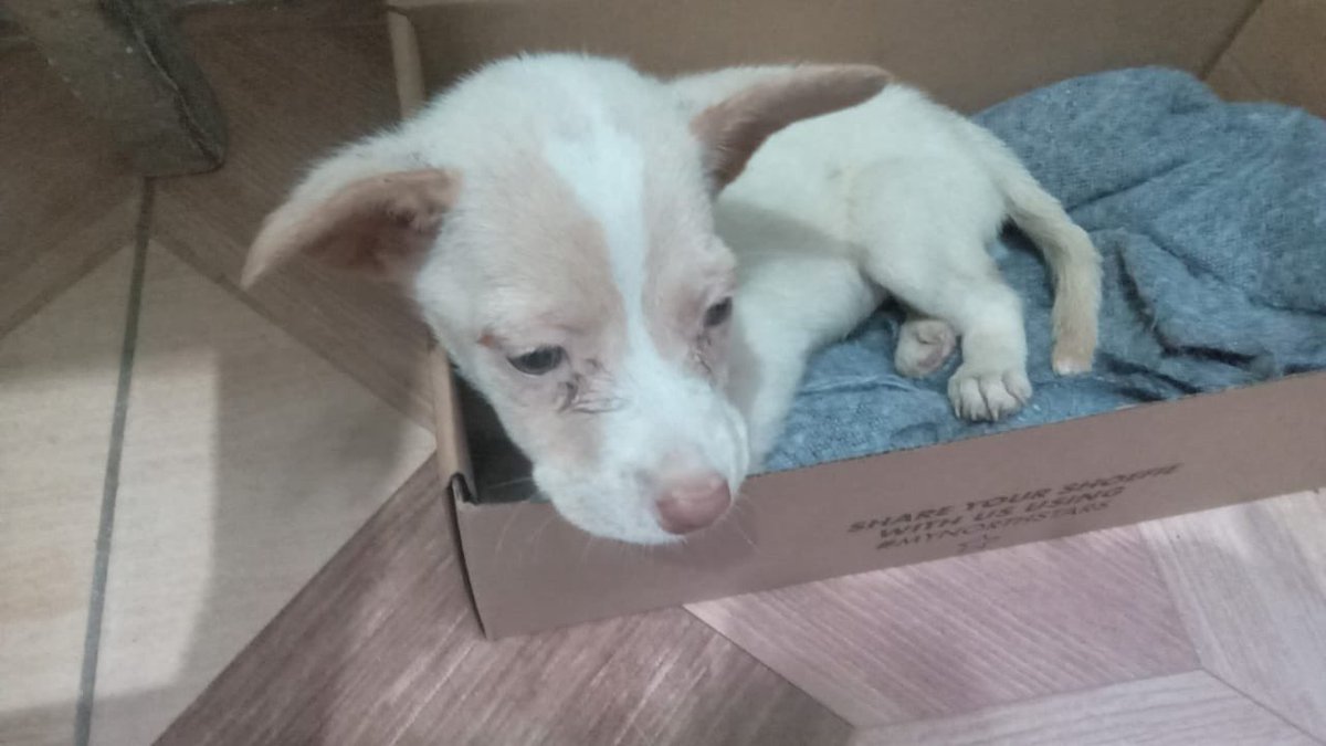 Pao Peralta 🐶 Rescatando Perritos 🇵🇪 tweet media