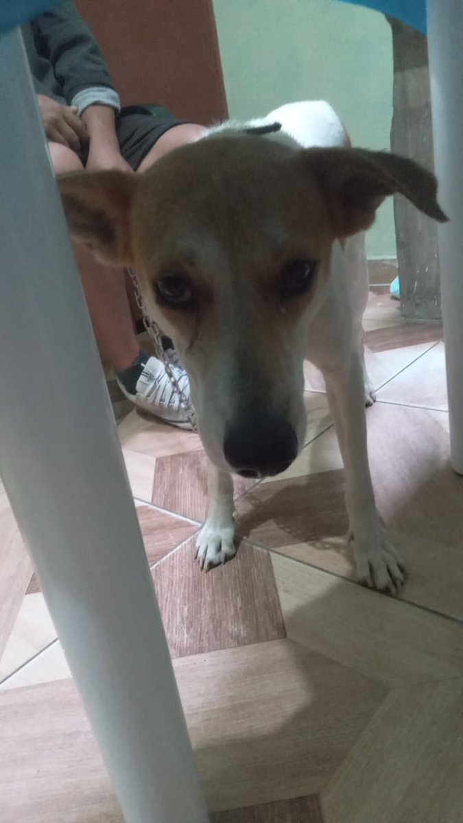 Pao Peralta 🐶 Rescatando Perritos 🇵🇪 tweet media