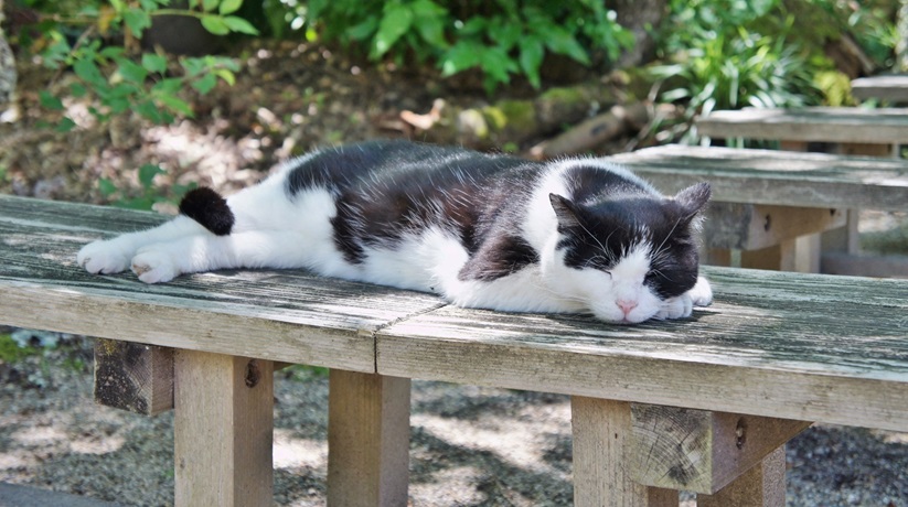 maruetsu55's tweet photo. 桜井市三輪の「平等寺」にて
ハートちゃん寝てた 🐈‍⬛ https://t.co/AvcwpXdMrI