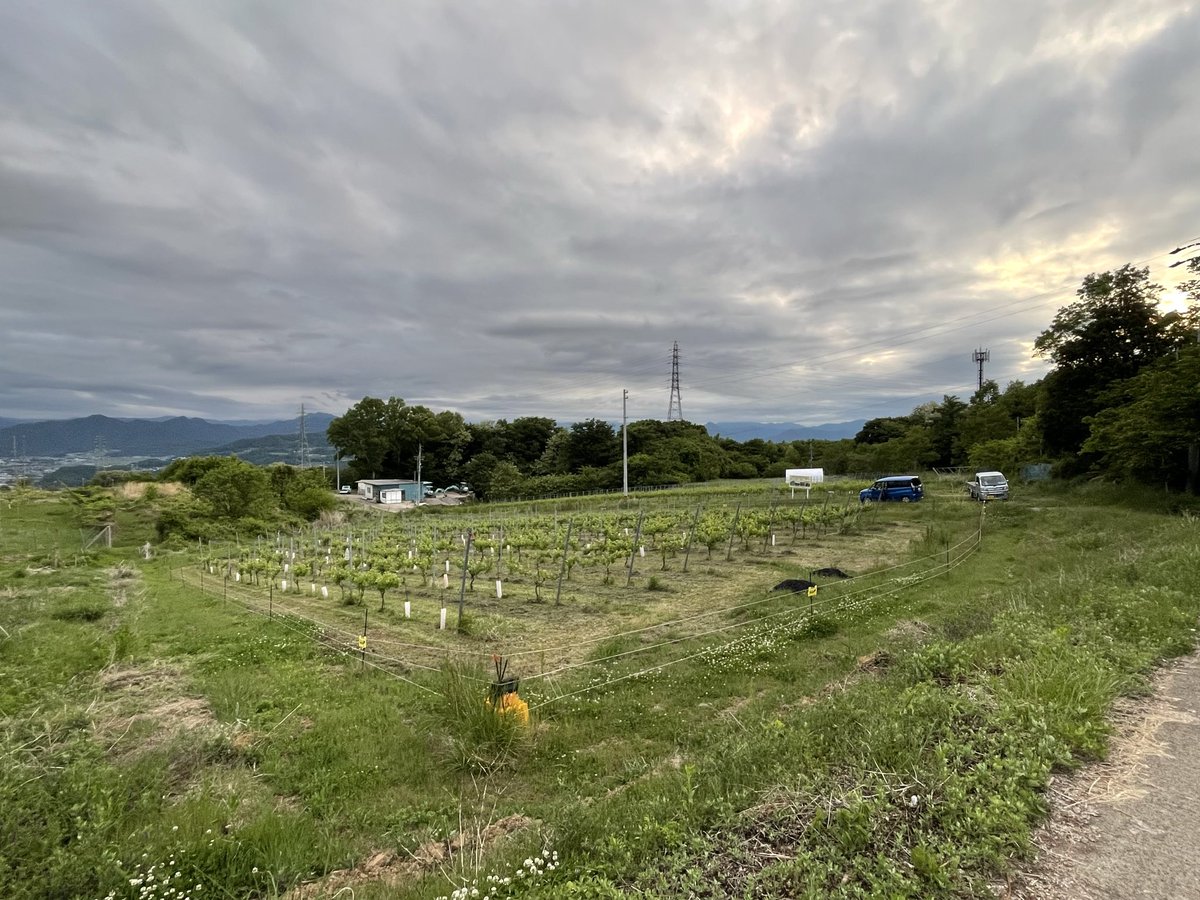 YuheiWinemaker's tweet photo. 先週は長男が畑に手伝いに来てくれて、力仕事をやっつけてくれました。
補植（枯れてしまった樹の植え替え）も無事に完了！

今週からは芽欠きに入ります。不要な芽を取ることで、残した芽と果実に栄養を集中させるための作業です。
樹の成長スピードも早くなり、週末農夫生活もシーズンインです！ https://t.co/V3g4ymcQ3x