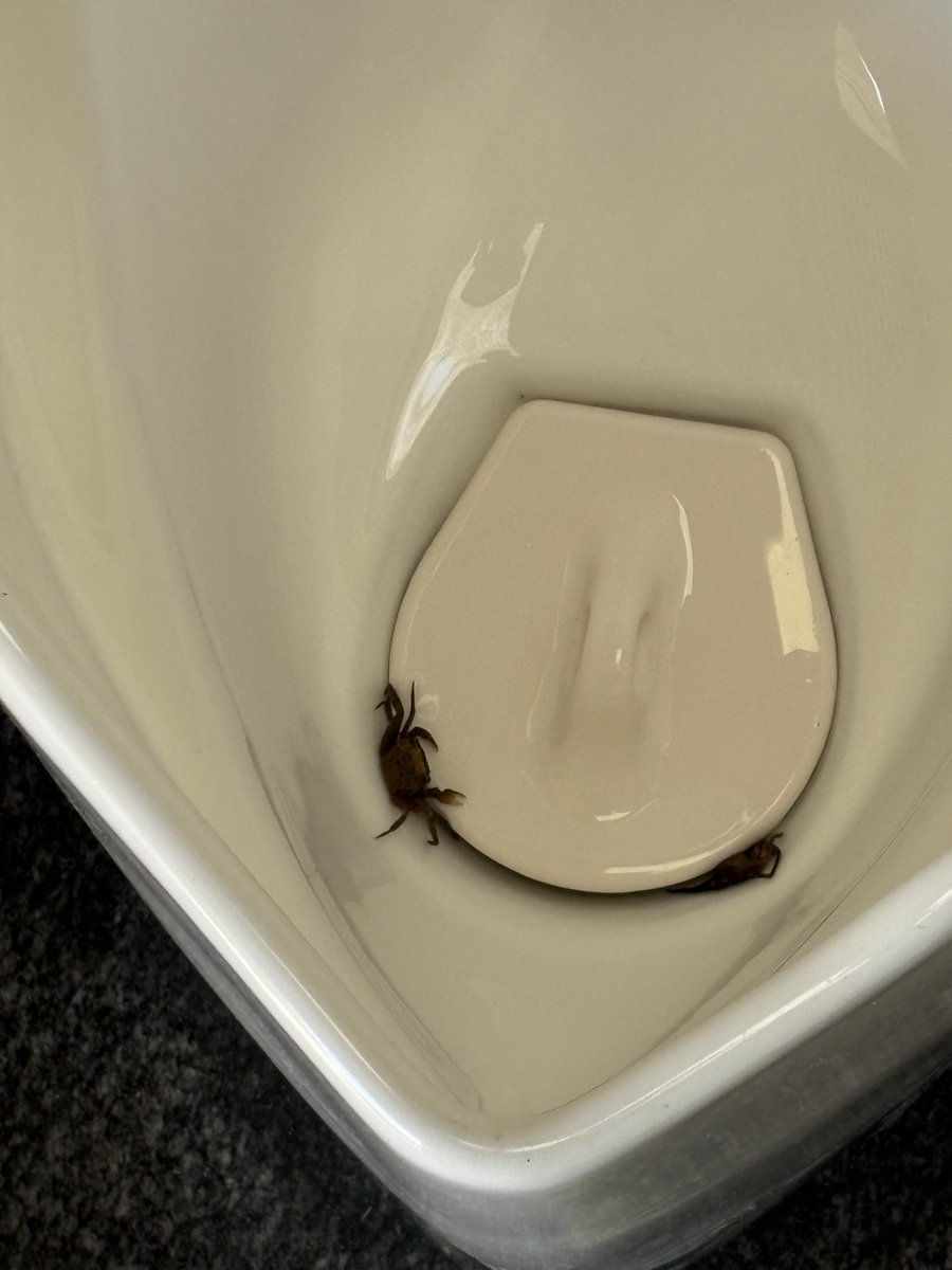 WKurikkun's tweet photo. ADAM FEST DAY1
充実し過ぎて写真撮ってる暇無かったので、トイレの中に枯葉落ちてると思ったら🦀だった1枚 https://t.co/VJlVdITPQZ