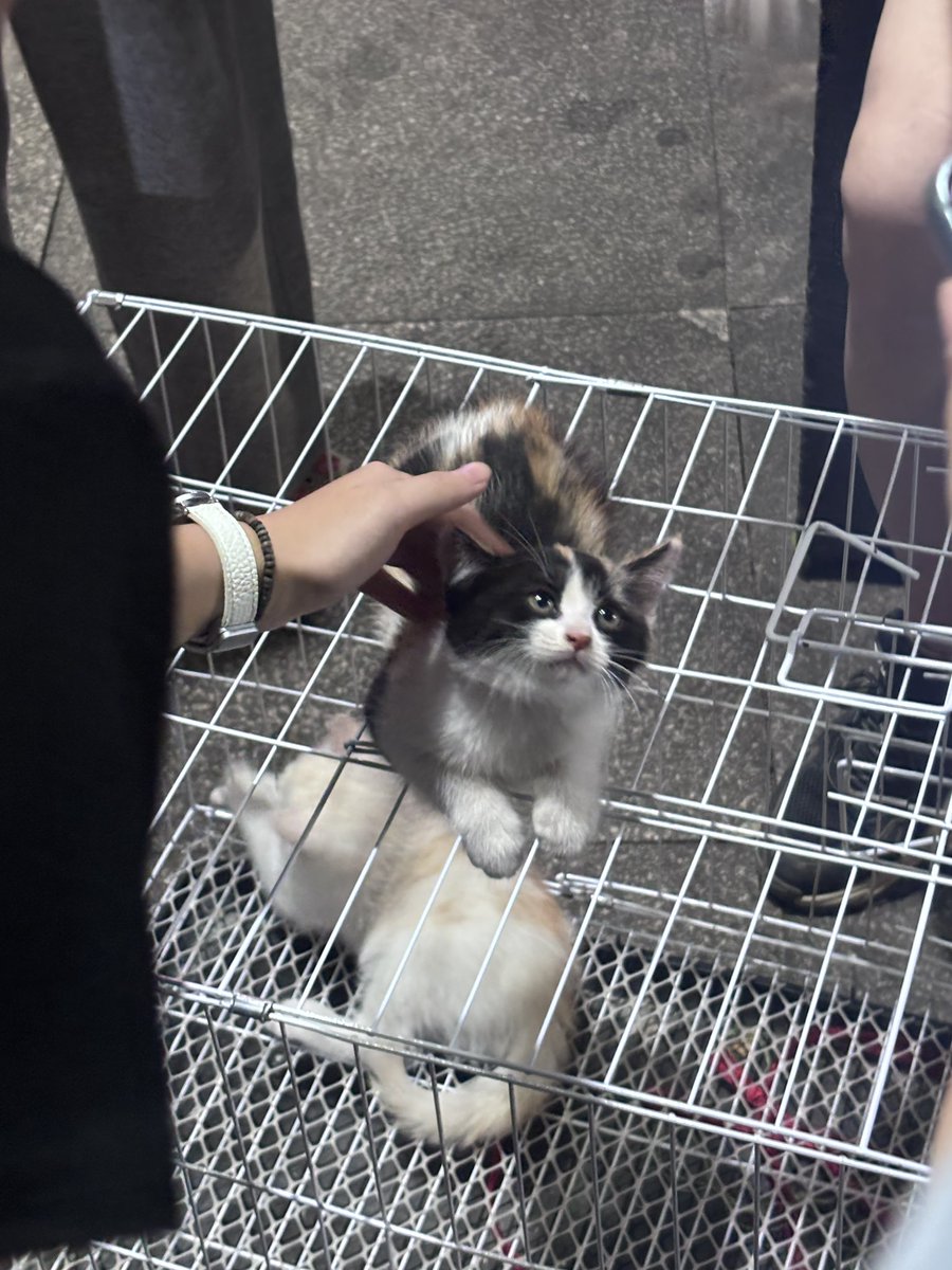 犬 tweet media