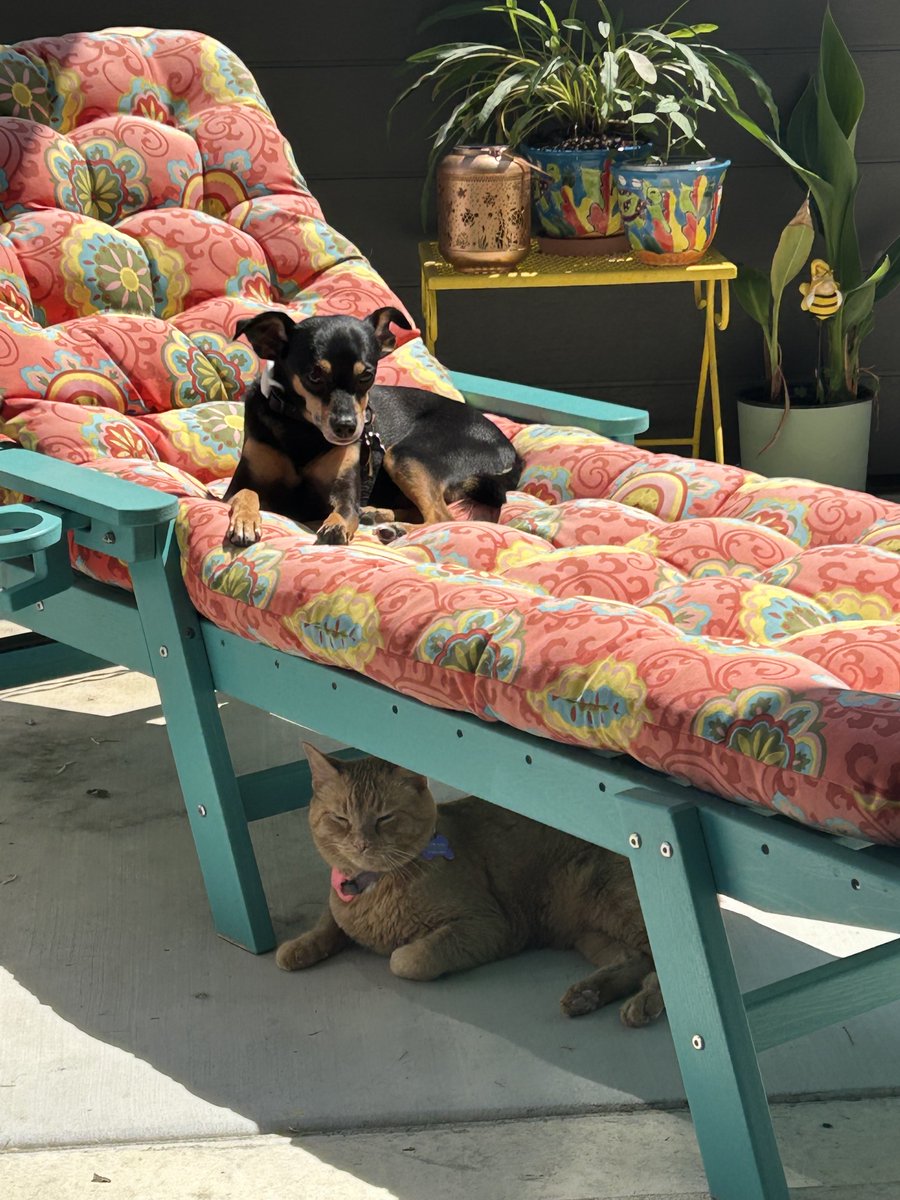 mturbanp's tweet photo. Scooter &amp; Puff! https://t.co/GLRtiVfjdf