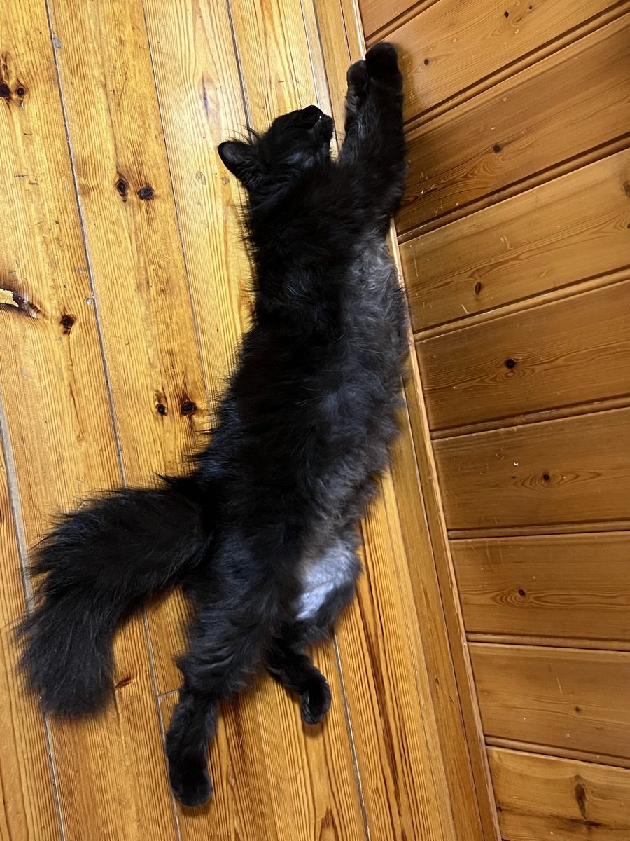 F2b84P's tweet photo. どうしたら黒猫を可愛く撮ってあげれるんだろ🤔
#黒猫を可愛く撮りたい https://t.co/veRKEBkCQw
