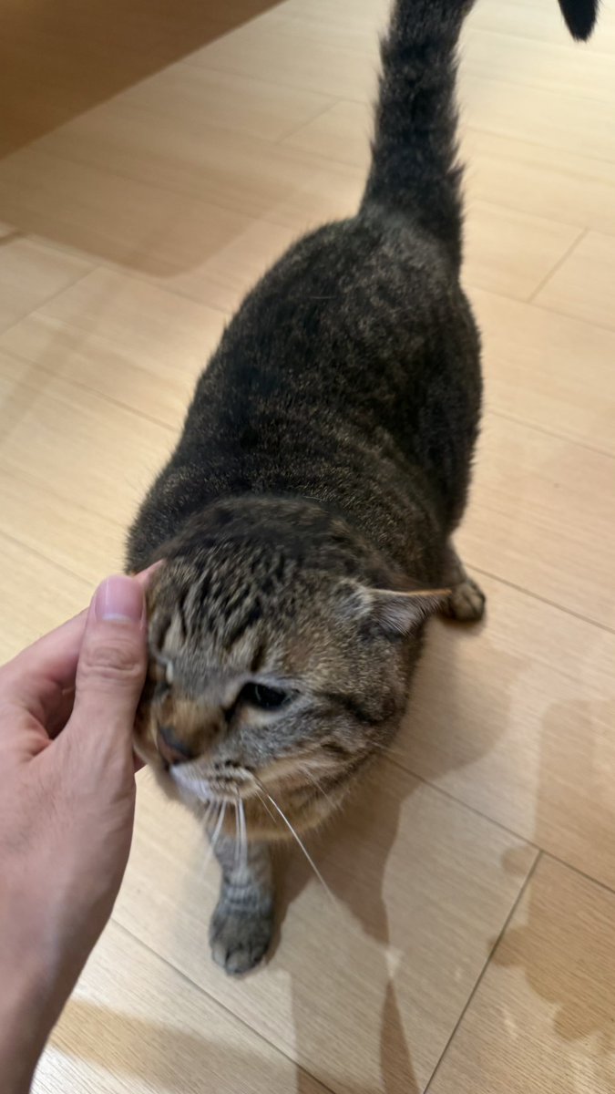 月迷津渡 tweet media