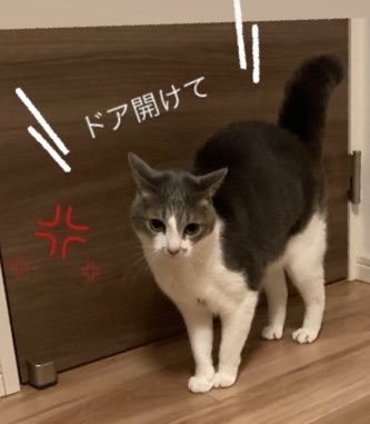 suzu202105's tweet photo. お父さんのお仕事邪魔して寝室閉じ込めの刑に処された激ｵｺしっぽたぬちゃん https://t.co/b7u2mw8yAX