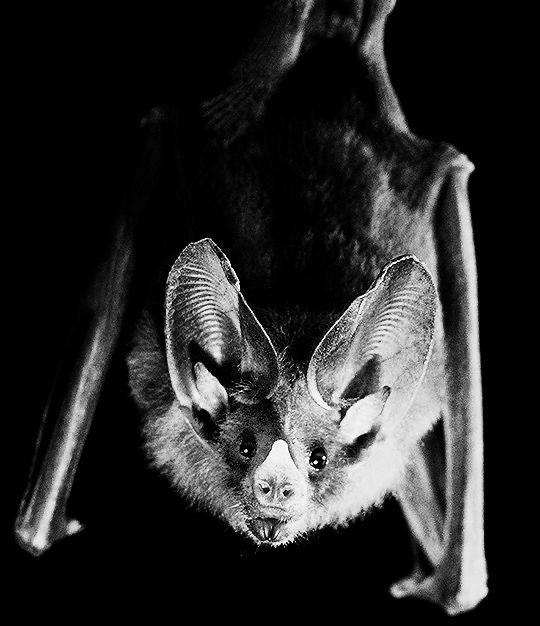 urgoregff's tweet photo. happy baturday !! i love baturdays 🦇🖤 https://t.co/MWryScv605