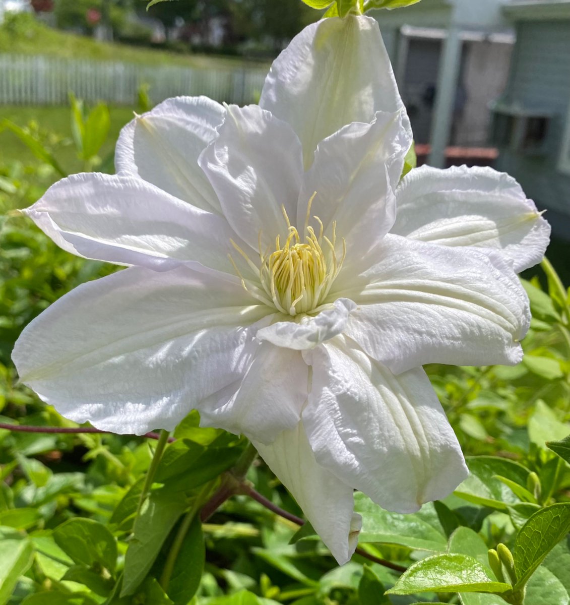 Spctrm72's tweet photo. I have one large Clematis bloom today!
Have a safe and happy weekend! https://t.co/fCYKtsdXbv