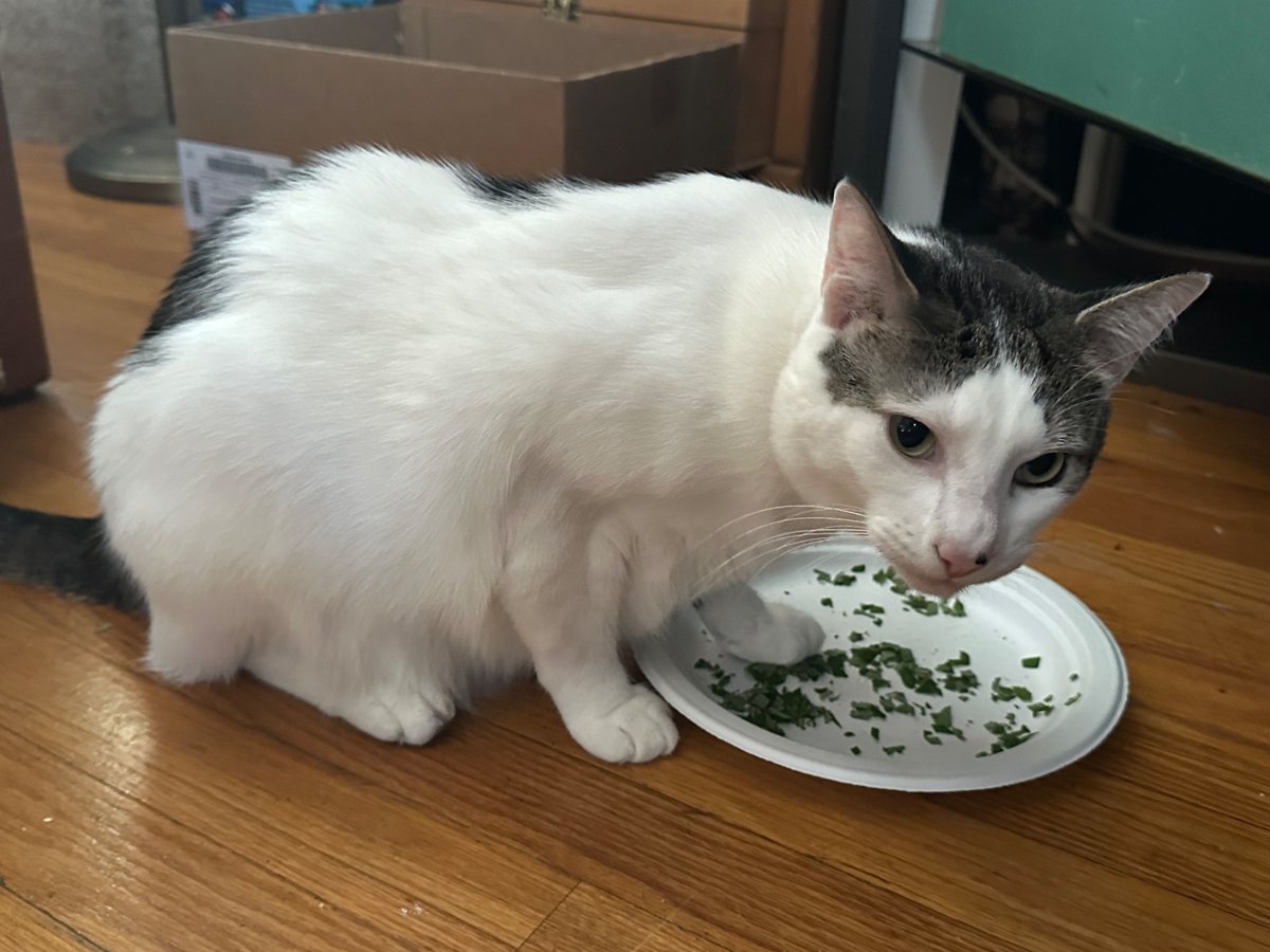 SchroderStark's tweet photo. Happy #Caturday furends!  Daddy went outside and picked me some fresh #Catnip 😻😻

#CatsOfTwitter #CatsOfX 🐾 https://t.co/LNmDTbK5Hu