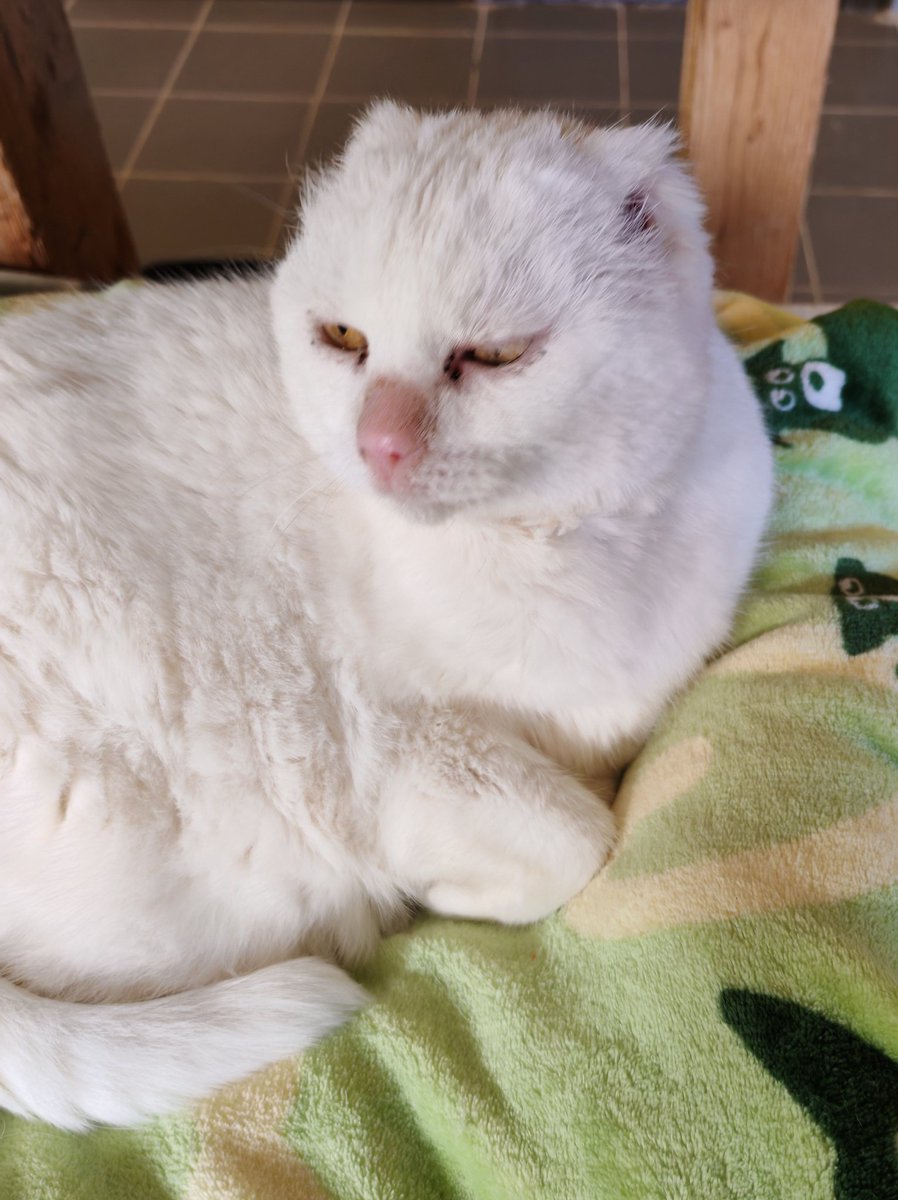 MacjaPreja's tweet photo. Šani, in a contemplative mood. 💕
#macjapreja #adoptdontshop #cats #kittens #mačke #koper #slovenija #gatti #CatsOfX #CatsofTwittter https://t.co/g4yMKK85xe