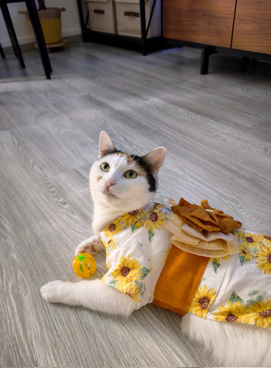 Louna_Cat's tweet photo. Cat Yukata ! Part 1/2 🌼💛 https://t.co/j33KvA5okC