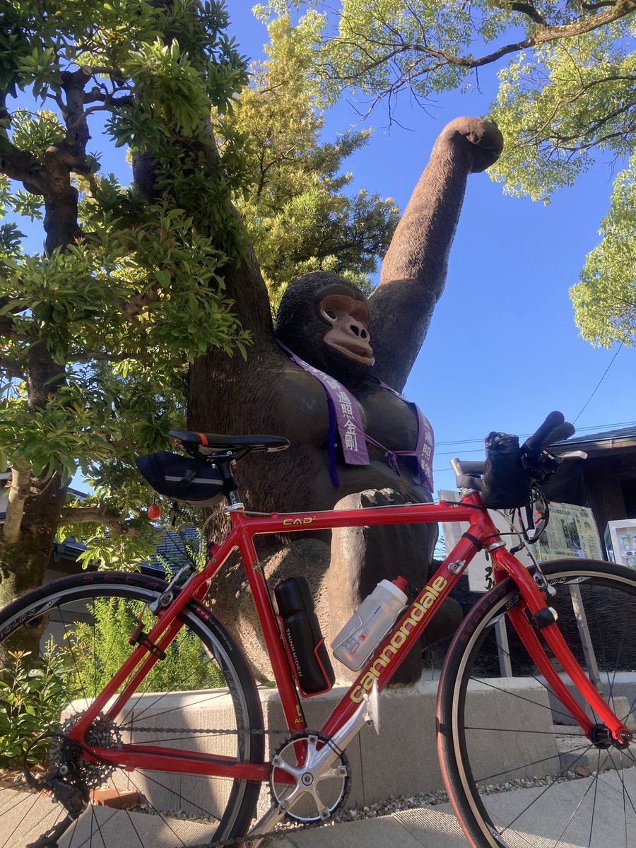ron2_tweet's tweet photo. ゴリラ🦍見に来た。
#cannondale #cad3cyclocross #wcyy 弘法山遍照院 https://t.co/FnWf43BM59